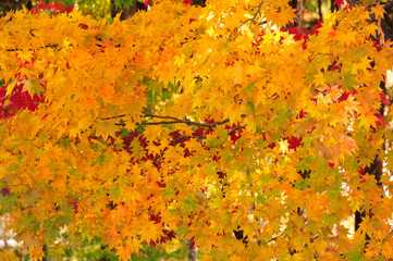 黄葉