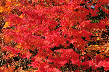 紅葉