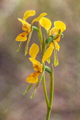 Golden Donkey Orchid (Diuris aurea) - endemic to eastern Australia