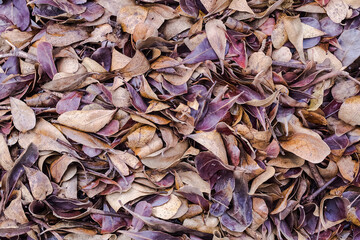 Dry leaf for background in autumn leaves.