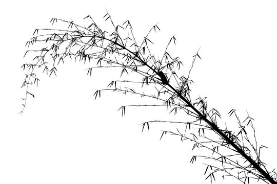 silhouette de bambou 