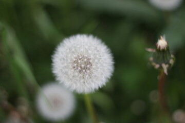 Botanical photography. An image of a fluffy white dandelion on a background of green grass. Macro photography of small flower details