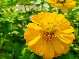 yellow flower with leaves