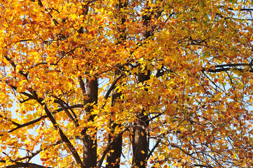 Obraz premium スズカケの黄葉