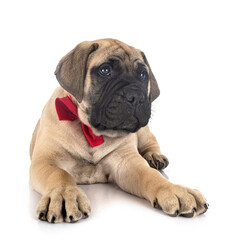 Obraz premium puppy bullmastiff in studio