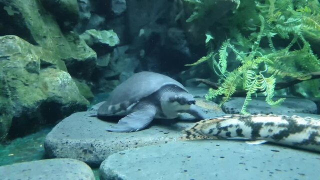 A turtle in an aquarium and a small fish around it.
