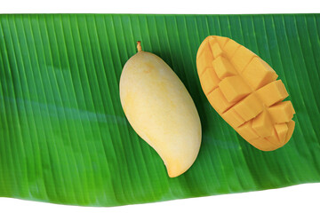 Golden mangoes fruit on fresh green banana leaf isolated on white background. Ripe yellow Barracuda...