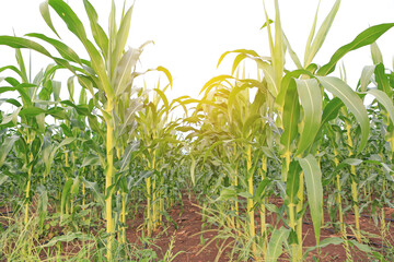 Young green corn field against sky with clouds background with sunlight through