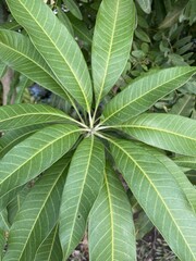 mango leaf in nature garden