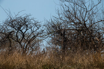 Dry Thorn Trees in the Dense South African Bush