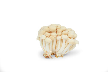 White Shimeji Mushrooms or beech mushroom isolated on white background.