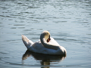 White swan swimming in the lake