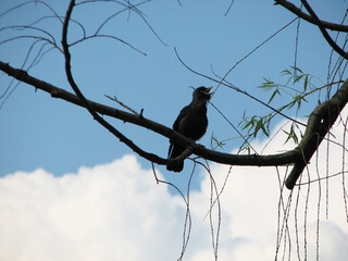  Bird starling on a tree against a background of blue sky

