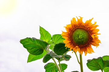 Beautiful yellow sunflower and green leaves on white background and fair light.