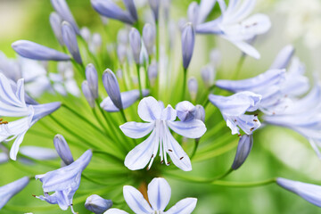 Fototapeta premium 青色の花