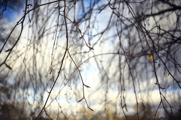 view of branches without leaves background, abstract, stress sadness