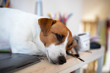 jack russell terrier lying on the desktop, horizontal