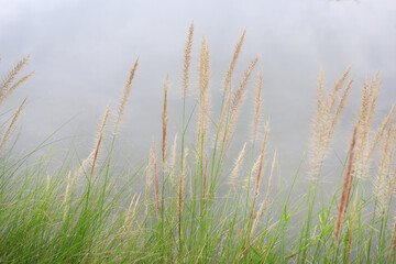 Flower grass under wind in winter season on white sky background