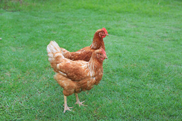 Brown hens walking in the garden.
