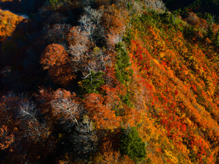 Shirakami Mountains.