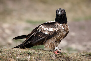 Young bearded vulture (Gypaetus barbatus), also known as the lammergeier or ossifrage sitting on the ground