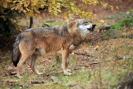The gray wolf or grey wolf (Canis lupus) howling in the woods.Grey wolf in the forest.