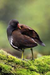 The common moorhen (Gallinula chloropus) also known as the swamp chicken sitting on the trunk with moss with green background.