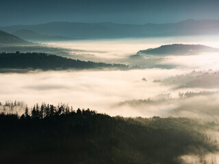 Fog flowing  over forest valley. Misty mountain landscape