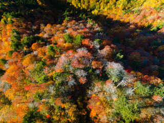 Shirakami Mountains.