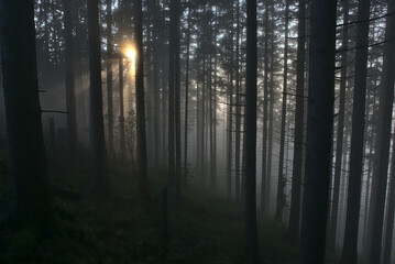 Obraz premium misty morning in the forest