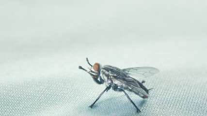 Flies are the poses on the fabric floor.
