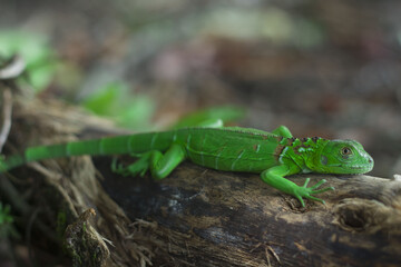 small iguana close up