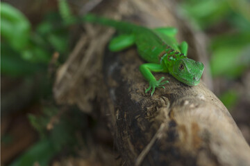 small iguana look