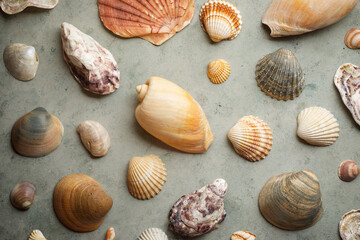 Collection of shells