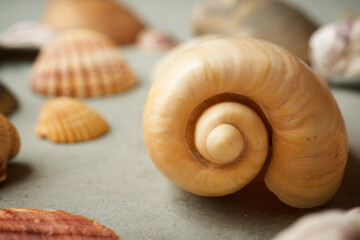 Collection of shells