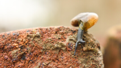 Garden snail or Land snail or Cornu aspersum or slugs crawling on a ground