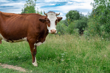 Fototapeta na wymiar cows graze in the meadow on a summer day