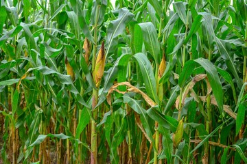 field of corn