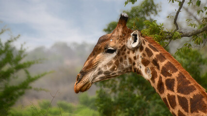 Giraffe close up in African bush