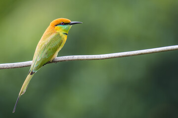 Green Bee-Eater on the wires on green background
