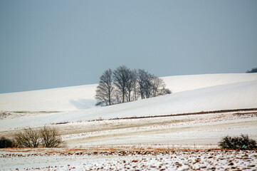 Zimowy krajobraz kępa drzew rosnąca pośród zaśnieżonych pól - obrazy, fototapety, plakaty