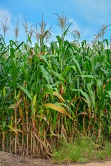 corn field with sky