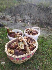 mushrooms in a basket