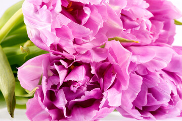 Flower of carnation (Dianthus) on white background, delicate petals, close up