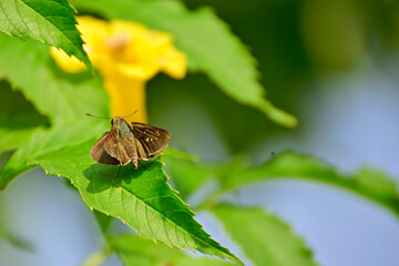 Close-up of insects sitting on green leaf