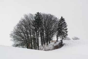 Krajobraz zimowa sceneria z drzewami na wzgórzu - obrazy, fototapety, plakaty