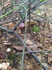 a mushroom hid in a pine forest near Kiev