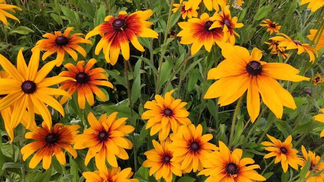 Rudbeckia or Black-Eyed Susan plants with yellow flowers in summer garden