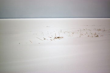 Fototapeta Kadr zimowa kompozycja ziemia pokryta śniegiem z przebijającymi spod niego trzcinami obraz