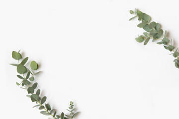 Green leaves of eucalyptus branches on a white background.
